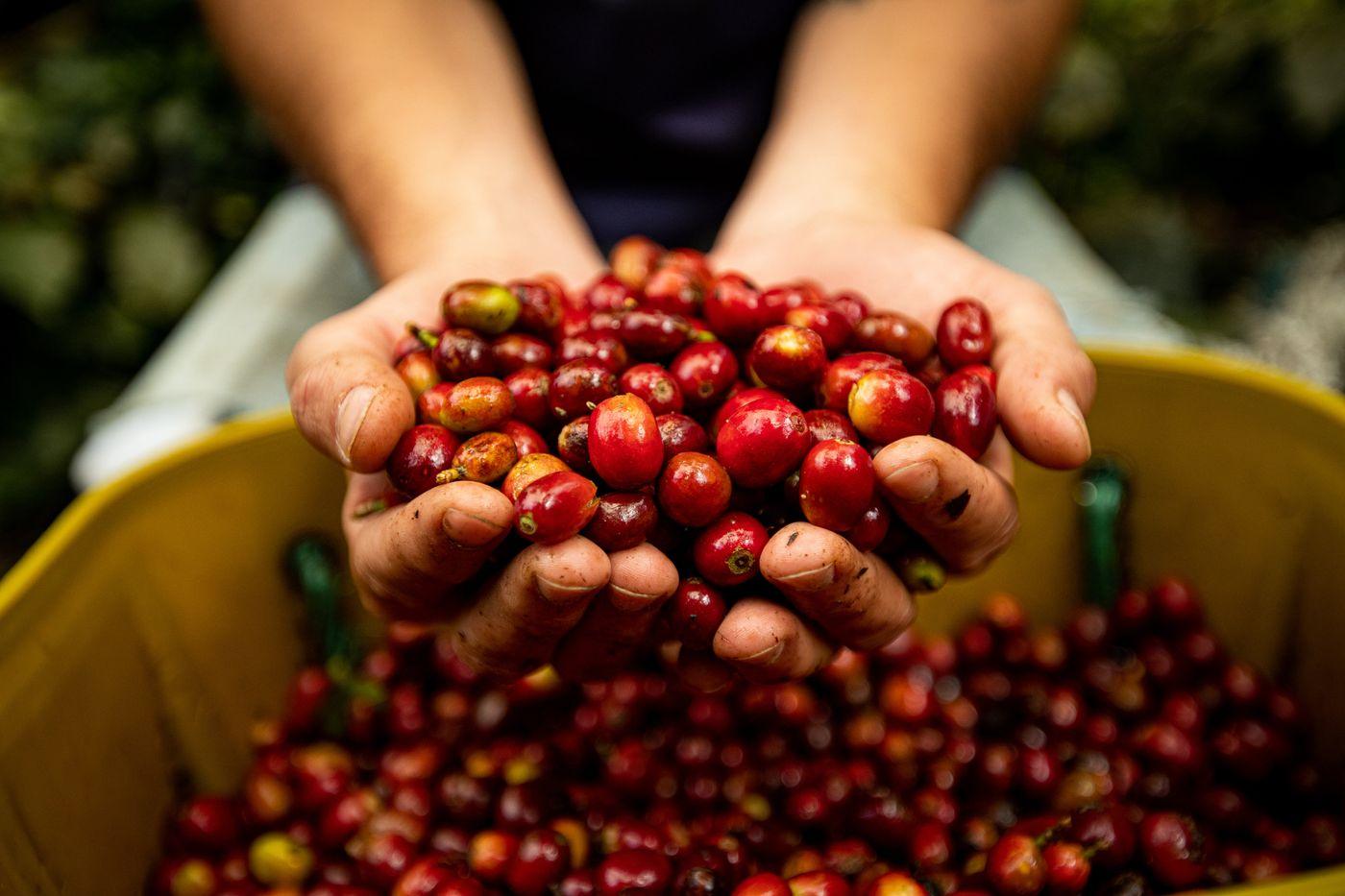 Cerezas de café recién cosechadas
