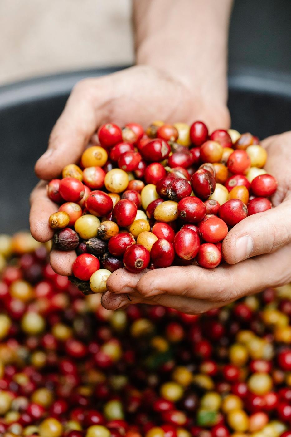 Manos de un caficultor con cerezas de café recién cosechadas
